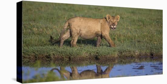 Africa. Tanzania. African Lion at Ndutu, Serengeti National Park.-Ralph H. Bendjebar-Stretched Canvas