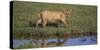 Africa. Tanzania. African Lion at Ndutu, Serengeti National Park.-Ralph H. Bendjebar-Stretched Canvas