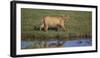 Africa. Tanzania. African Lion at Ndutu, Serengeti National Park.-Ralph H. Bendjebar-Framed Premium Photographic Print