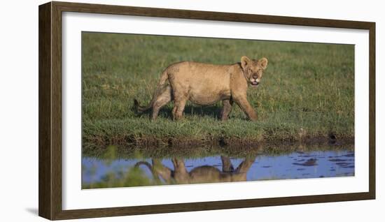 Africa. Tanzania. African Lion at Ndutu, Serengeti National Park.-Ralph H. Bendjebar-Framed Photographic Print