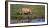 Africa. Tanzania. African Lion at Ndutu, Serengeti National Park.-Ralph H. Bendjebar-Framed Photographic Print