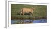 Africa. Tanzania. African Lion at Ndutu, Serengeti National Park.-Ralph H. Bendjebar-Framed Photographic Print