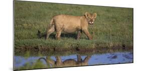 Africa. Tanzania. African Lion at Ndutu, Serengeti National Park.-Ralph H. Bendjebar-Mounted Photographic Print