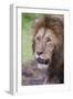 Africa. Tanzania. African Lion at Ngorongoro crater in the Ngorongoro Conservation Area.-Ralph H. Bendjebar-Framed Photographic Print