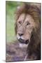 Africa. Tanzania. African Lion at Ngorongoro crater in the Ngorongoro Conservation Area.-Ralph H. Bendjebar-Mounted Photographic Print