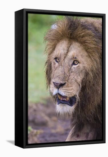 Africa. Tanzania. African Lion at Ngorongoro crater in the Ngorongoro Conservation Area.-Ralph H. Bendjebar-Framed Stretched Canvas