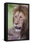 Africa. Tanzania. African Lion at Ngorongoro crater in the Ngorongoro Conservation Area.-Ralph H. Bendjebar-Framed Stretched Canvas