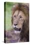 Africa. Tanzania. African Lion at Ngorongoro crater in the Ngorongoro Conservation Area.-Ralph H. Bendjebar-Stretched Canvas