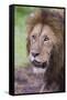 Africa. Tanzania. African Lion at Ngorongoro crater in the Ngorongoro Conservation Area.-Ralph H. Bendjebar-Framed Stretched Canvas