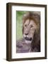 Africa. Tanzania. African Lion at Ngorongoro crater in the Ngorongoro Conservation Area.-Ralph H. Bendjebar-Framed Photographic Print