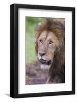 Africa. Tanzania. African Lion at Ngorongoro crater in the Ngorongoro Conservation Area.-Ralph H. Bendjebar-Framed Photographic Print