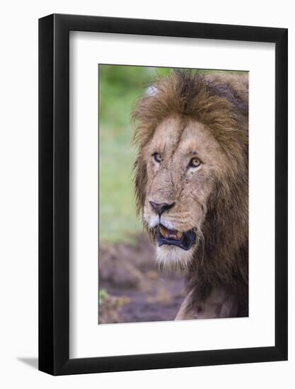 Africa. Tanzania. African Lion at Ngorongoro crater in the Ngorongoro Conservation Area.-Ralph H. Bendjebar-Framed Photographic Print