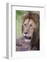 Africa. Tanzania. African Lion at Ngorongoro crater in the Ngorongoro Conservation Area.-Ralph H. Bendjebar-Framed Photographic Print