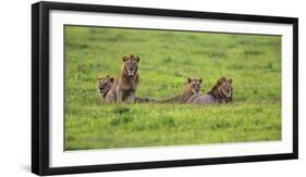 Africa. Tanzania. African Lion at Ngorongoro crater in the Ngorongoro Conservation Area.-Ralph H. Bendjebar-Framed Photographic Print