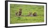 Africa. Tanzania. African Lion at Ngorongoro crater in the Ngorongoro Conservation Area.-Ralph H. Bendjebar-Framed Photographic Print