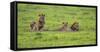 Africa. Tanzania. African Lion at Ngorongoro crater in the Ngorongoro Conservation Area.-Ralph H. Bendjebar-Framed Stretched Canvas