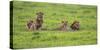 Africa. Tanzania. African Lion at Ngorongoro crater in the Ngorongoro Conservation Area.-Ralph H. Bendjebar-Stretched Canvas