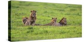 Africa. Tanzania. African Lion at Ngorongoro crater in the Ngorongoro Conservation Area.-Ralph H. Bendjebar-Stretched Canvas