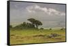 Africa. Tanzania. African Lion at Ngorongoro crater in the Ngorongoro Conservation Area.-Ralph H. Bendjebar-Framed Stretched Canvas