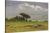 Africa. Tanzania. African Lion at Ngorongoro crater in the Ngorongoro Conservation Area.-Ralph H. Bendjebar-Stretched Canvas