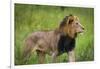 Africa. Tanzania. African Lion at Tarangire National Park.-Ralph H. Bendjebar-Framed Photographic Print