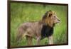 Africa. Tanzania. African Lion at Tarangire National Park.-Ralph H. Bendjebar-Framed Photographic Print