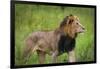 Africa. Tanzania. African Lion at Tarangire National Park.-Ralph H. Bendjebar-Framed Photographic Print