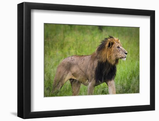 Africa. Tanzania. African Lion at Tarangire National Park.-Ralph H. Bendjebar-Framed Photographic Print