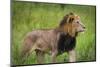 Africa. Tanzania. African Lion at Tarangire National Park.-Ralph H. Bendjebar-Mounted Photographic Print