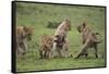 Africa. Tanzania. African lion cubs mock fighting at Ndutu, Serengeti National Park.-Ralph H. Bendjebar-Framed Stretched Canvas