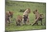 Africa. Tanzania. African lion cubs mock fighting at Ndutu, Serengeti National Park.-Ralph H. Bendjebar-Mounted Photographic Print