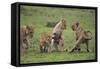 Africa. Tanzania. African lion cubs mock fighting at Ndutu, Serengeti National Park.-Ralph H. Bendjebar-Framed Stretched Canvas