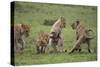 Africa. Tanzania. African lion cubs mock fighting at Ndutu, Serengeti National Park.-Ralph H. Bendjebar-Stretched Canvas