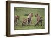 Africa. Tanzania. African lion cubs mock fighting at Ndutu, Serengeti National Park.-Ralph H. Bendjebar-Framed Photographic Print