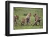 Africa. Tanzania. African lion cubs mock fighting at Ndutu, Serengeti National Park.-Ralph H. Bendjebar-Framed Photographic Print