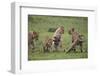 Africa. Tanzania. African lion cubs mock fighting at Ndutu, Serengeti National Park.-Ralph H. Bendjebar-Framed Photographic Print