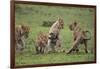 Africa. Tanzania. African lion cubs mock fighting at Ndutu, Serengeti National Park.-Ralph H. Bendjebar-Framed Photographic Print