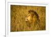 Africa. Tanzania. African lion male Serengeti National Park.-Ralph H. Bendjebar-Framed Photographic Print