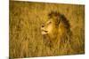 Africa. Tanzania. African lion male Serengeti National Park.-Ralph H. Bendjebar-Mounted Photographic Print