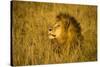 Africa. Tanzania. African lion male Serengeti National Park.-Ralph H. Bendjebar-Stretched Canvas