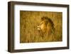 Africa. Tanzania. African lion male Serengeti National Park.-Ralph H. Bendjebar-Framed Photographic Print