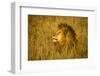 Africa. Tanzania. African lion male Serengeti National Park.-Ralph H. Bendjebar-Framed Photographic Print