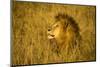 Africa. Tanzania. African lion male Serengeti National Park.-Ralph H. Bendjebar-Mounted Photographic Print