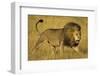 Africa. Tanzania. African lion male Serengeti National Park.-Ralph H. Bendjebar-Framed Photographic Print