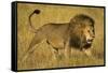 Africa. Tanzania. African lion male Serengeti National Park.-Ralph H. Bendjebar-Framed Stretched Canvas