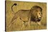 Africa. Tanzania. African lion male Serengeti National Park.-Ralph H. Bendjebar-Stretched Canvas