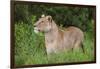 Africa. Tanzania. African lioness at Ngorongoro crater in the Ngorongoro Conservation Area.-Ralph H. Bendjebar-Framed Photographic Print