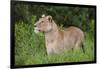 Africa. Tanzania. African lioness at Ngorongoro crater in the Ngorongoro Conservation Area.-Ralph H. Bendjebar-Framed Photographic Print