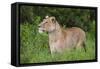 Africa. Tanzania. African lioness at Ngorongoro crater in the Ngorongoro Conservation Area.-Ralph H. Bendjebar-Framed Stretched Canvas