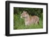 Africa. Tanzania. African lioness at Ngorongoro crater in the Ngorongoro Conservation Area.-Ralph H. Bendjebar-Framed Photographic Print